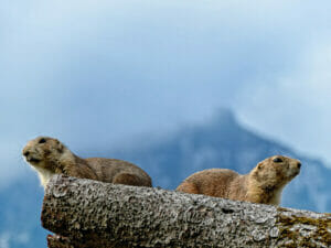 Twee marmotten op een rots in de bergen