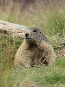 Alpenmarmot in het hoge gras