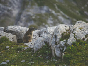 Marmot in de bergen