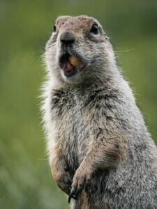 Marmot met noten in zijn bek