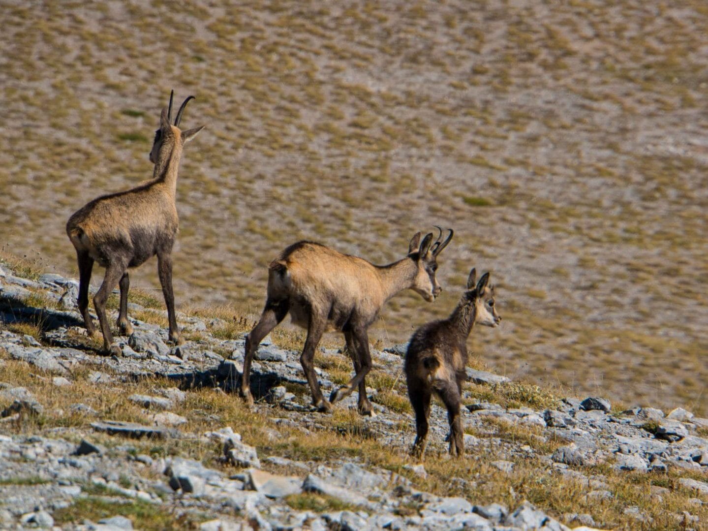 Gemzen op het plateau van de Muzen