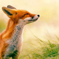 Profielfoto van Fox