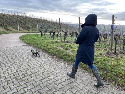 Foto 1 van Tanja bij Didriksons - Women's Tanja Parka - Winterjack