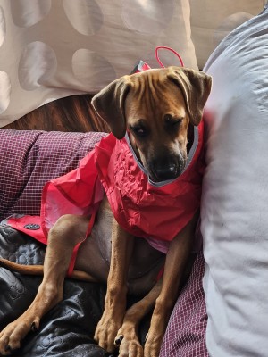 Foto 1 van Petra Maria bij Hunter - Dog Coat Uppsala Rain - Hondenjas