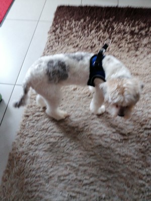 Foto 1 van Ruth bij Hunter - Harness Hilo Comfort - Hondentuig