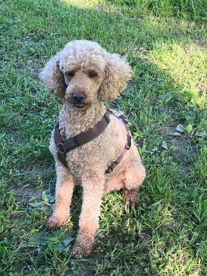 Foto 1 van Gabriela bij Lowa - Women's Innox Pro GTX LO - Multisportschoenen