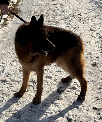 Foto 1 van Claudia bij Ruffwear - Grip Trex - Hondenschoenen