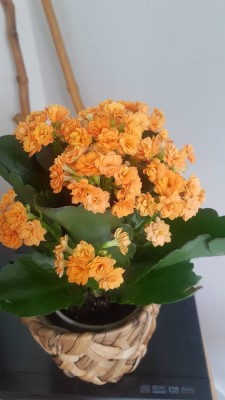 Foto 1 van ralph bij Stoic - Merino180 BengtSt. Long Pants - Merino-ondergoed