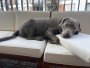 Foto 2 van hessameddin bij Ruffwear - Kibble Kaddie - Hondenspullen
