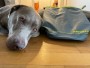 Foto 1 van hessameddin bij Ruffwear - Kibble Kaddie - Hondenspullen